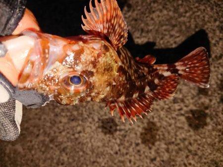 今日もガッシーのみ